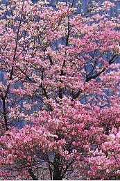 云顶之弈S8.5宝典奖励有哪些？云顶之弈S8.5宝典小小英雄棋盘奖励